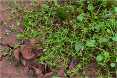 Microcarpaea minima